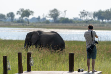 A Young Man Photographing An Elephant Feeding In A Wetland