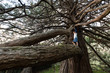 © Cavan Images - Tween boy standing on a branch on a large tree