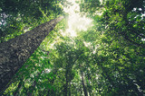 Fototapeta Las - Green forest background texture with branch of tree in sunny light. Sunlight in forest. Canopy of tall tree woods. Environment concept