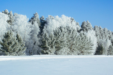 Poster - Winter snow forest background Landscapes and cold nature and tree