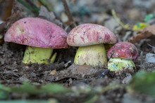 White Mushrooms Butyriboletus Regius (boletus Regius ) In The Forest .