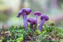 Purple Violet Mushroom Amethyst Deceiver (Laccaria Amethystina)