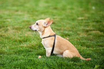 Dog is waiting for owner on street. Smooth chihuahua dog on a walk. Red-haired chihuahua in green grass of summer. dog walks in park on an autumn day. concept of pets. Walk with dog. Homeless mongrel 