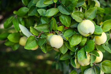 Harvest concept. Quince Cydonia oblonga. Ripe fruit quinces on tree. Quince closeup. Organic natural quince apples on tree for autumn. Vitamins, vegetarianism, fruits. Growing organic fruits on farm