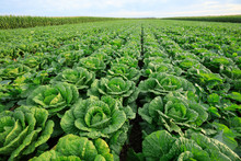 Chinese Cabbage Field At Northern China