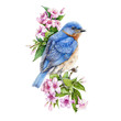 Bluebird sitting on blooming weigela pink bush watercolor illustration. Eastern sialia bird among tender spring flowers with green leaves. Isolated on the white background.	
