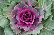 © Anatoliy Sadovskiy - Purple ornamental kale top view