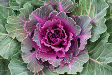Purple Ornamental Kale Top View