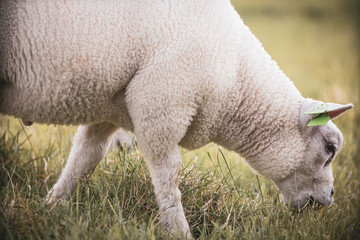 sheep grazing on the grass in a ranch in the Netherlands