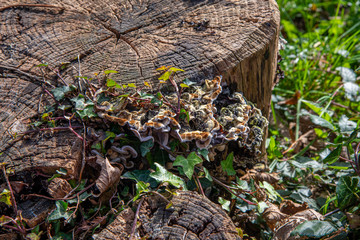 Two different types of mushroom growing on a tree stump