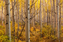 Golden Underbrush And Backlit Aspen Forest