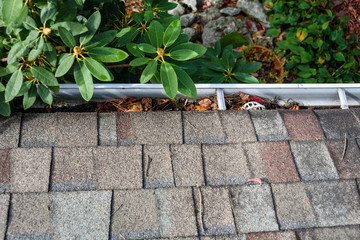 Wall Mural - Fall cleaning, rooftop view of gutter full of leaves and pine needles, rhododendron branches overhanging gutter