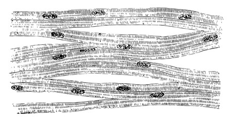 Wall Mural - Muscular Fiber Showing the Nuclei of the Muscle Corpuscles, vintage illustration