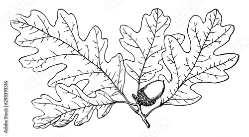 Photographie Branch of Garry Oak vintage illustration.