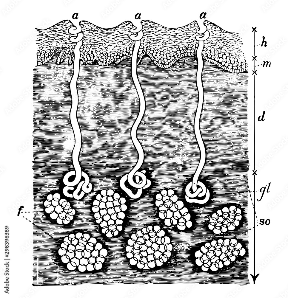 Section of the Skin and Subcutaneous Areolar Tissue, vintage ...