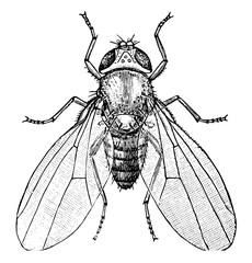 Sticker - Common Fruit Fly, vintage illustration.