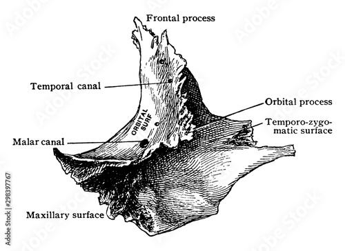 Inner Aspect Of Malar Bone Vintage Illustration Buy This Stock