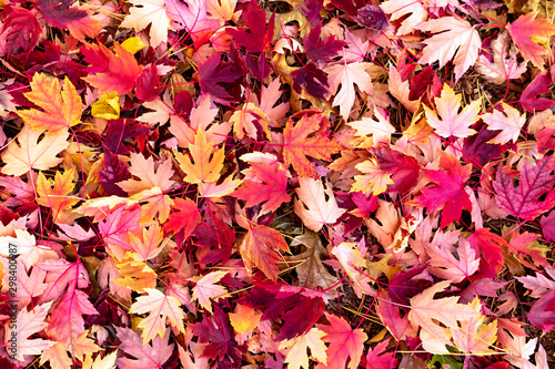 colorful autumn leaves background