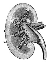 Longitudinal Section Of A Kidney, Vintage Illustration.