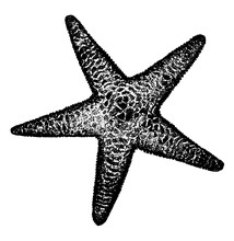 Spiny Sea Star, Vintage Illustration..