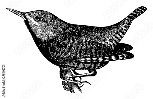 Fotografía Winter Wren, vintage illustration.