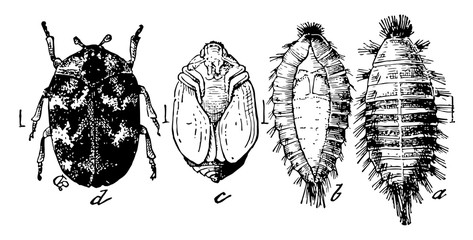 Poster - Carpet Beetle Stages, vintage illustration.