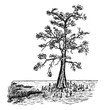 Bald Cypress in Swamp Form vintage illustration.