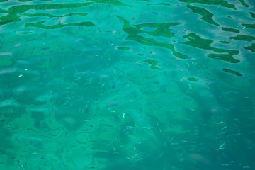 There are many fish group swimming in the sea.