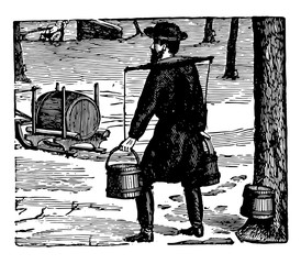 gathering sap to make maple sugar, vintage illustration.