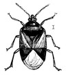Insidious Flower Bug, vintage illustration.