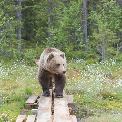 Wall Mural - brown bear (ursus arctos) walking on duckboards in the finnish forest near the russian border