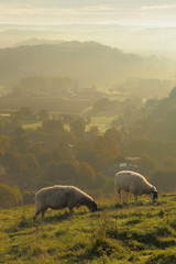 Wall Mural - Flosk of sheep graze on the hill in Marshwood Vale, Dorset