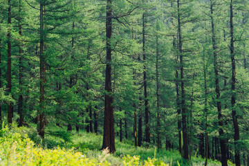 pine forest on summer day. hiking in taiga