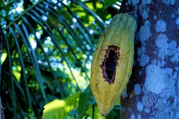 Cocoa is eaten by squirrel pests