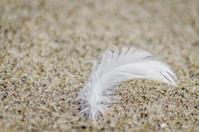 Swan Feather On The Sand