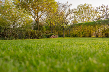 Wall Mural - Ground level image of a well maintained and recently cut large garden seen in early summer. The background shows a pair of free-range chickens in focus, grazing for food on the lawn.