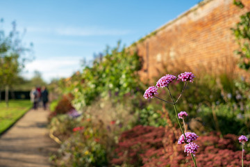 Wall Mural - Shallow focus image of wild, purple flowers seen growing in a flower bed by a large brick wall. An abundance of flowers can been seen.