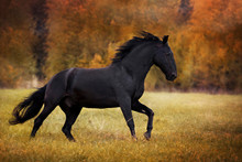A Portrait Of Black Horse