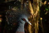 Fototapeta Zwierzęta - Victoria crowned pigeon