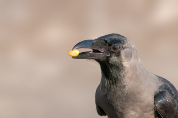 House crow with a peanut in its beak