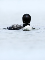 Wall Mural - Great Northern Diver Loon on lake