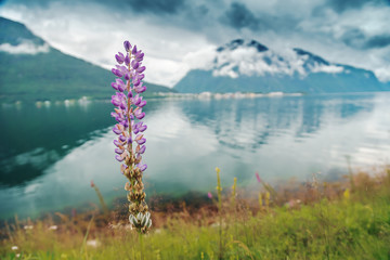 Wall Mural - Beautiful pink wild flower on the shore of a fjord in Norway, mountains in the clouds on a cloudy day. The beauty of northern nature