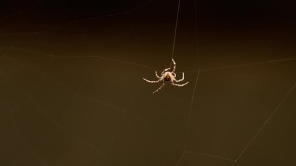 Spider weaves a web