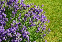 Lavender Flower Lavendula In Full Bloom