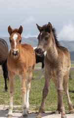 Pair of Cute Wild Horse Foals in Utah