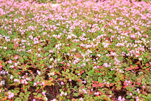 群生するヒメツルソバのピンクで可愛い花畑 Buy This Stock Photo And Explore Similar Images At Adobe Stock Adobe Stock