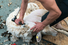 Detailed View Of Sheep Farmer Shearing Sheep For Their Wool