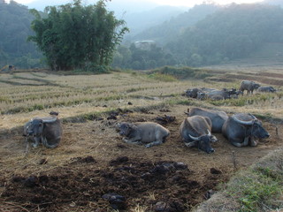 Wall Mural - Herd of buffalo lying in the field