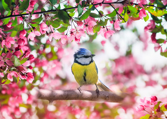 Canvas Print - cute beautiful bird tit azure sits in a blooming pink Apple tree branch in the may garden on a Sunny day