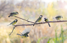 Several Great Tit On Branch On Blurred Background